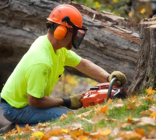 tree services Winston-Salem